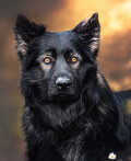 Bürohund